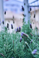 lavander 