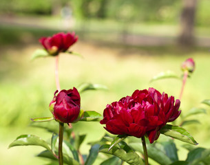 Obraz premium Three purple peonies in the garden on green background