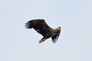 Isolated single white tail eagle soaring in the sky- Danube Delta Romania