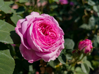 Close up shot of beautiful rose blossom in a garden