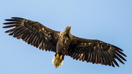 Isolated single white tail eagle soaring in the sky- Danube Delta Romania