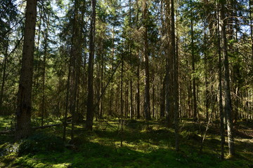 Dense coniferous forest in fallen trees of fir trees in the morning light under a cloudless blue sky