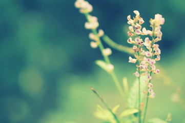 soft  focus  purple  spring grass flower nature wallpaper background