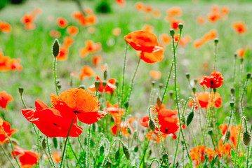 Obraz premium Flower poppy flowering on background poppies flowers