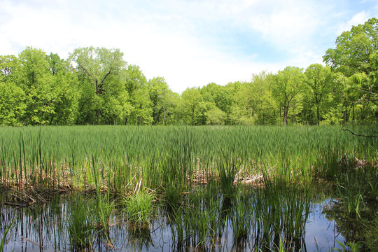 Ephemeral pond at Somme Woods in Northbrook, Illinois in early summer