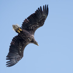 Isolated single white tail eagle soaring in the sky- Danube Delta Romania
