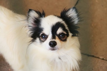 beautiful small chihuahua head portrait close up
