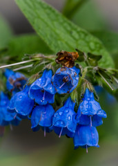 bee on flower