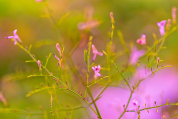 field of  little pink wild  flowers