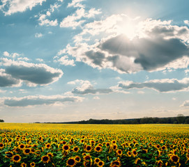 Sunflower field with imposing sky and sunbeams. Germany. Backlit photography