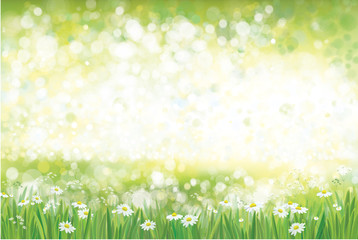 Vector summer, green, nature background, chamomiles field.