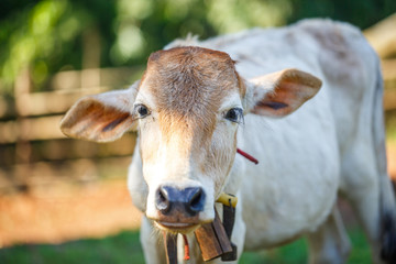 cow on summer grass field