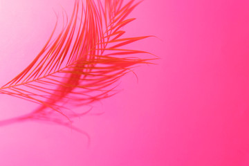 Shadows of palm leaf on bright pink background. Place for text.