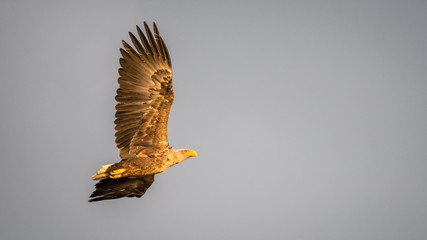 Isolated single white tail eagle soaring in the sky- Danube Delta Romania
