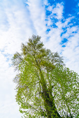 Fototapeta premium Beautiful trees branch on blue sky .