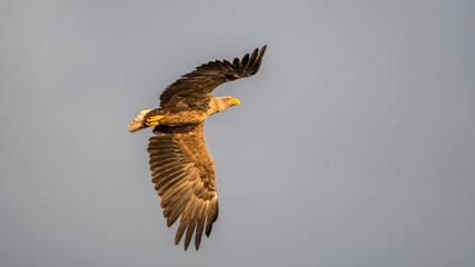 Isolated single white tail eagle soaring in the sky- Danube Delta Romania