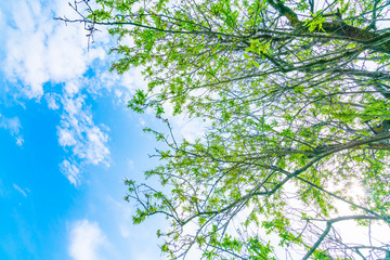 Beautiful trees branch on blue sky .