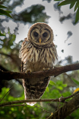 baby barn owl in a tree