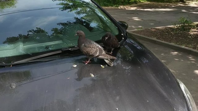 Pigeons resting on the hood of a car