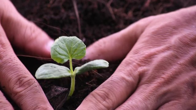Seedlings of melon that are growing from seed on the ground and hand pick up the soil add to the tree.