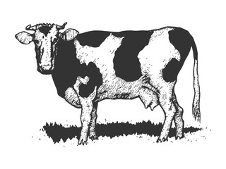 Cow rural farm animal sketch engraving vector illustration. Scratch board style imitation. Black and white hand drawn image.
