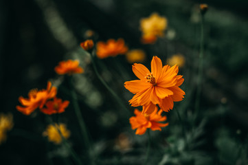 Abundant natural yellow flowers Flower and plant concepts