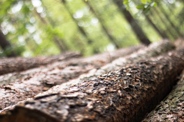Fototapeta na wymiar A close up of cut down logs in a forest.