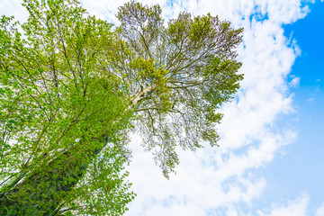 Fototapeta premium Beautiful trees branch on blue sky .
