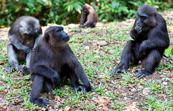 Celebes macaque monkeys in the forest, Manusela National Park, Seram Island, Moluccas (Maluku), Indonesia