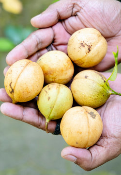 Nutmegs, Spice Islands, Moluccas (Maluku), Indonesia