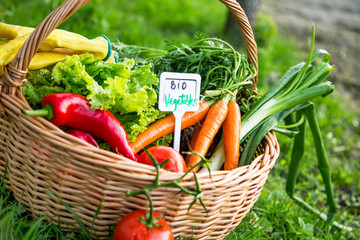 Bio vegetables basket in the garden with bio vegetables label