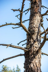 Obraz premium The trunk of a dry tree. Drought. Save the forest!