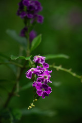 dainty flower blurred background