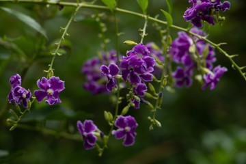 dainty flower blurred background