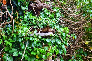 spreading shrub with multiple branches and foliage