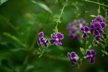 dainty flower blurred background