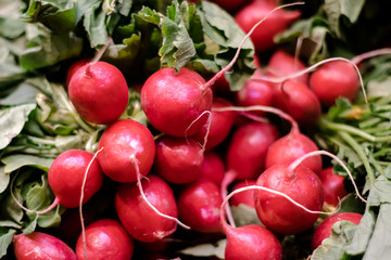 A bunch of fresh radishes and greens.