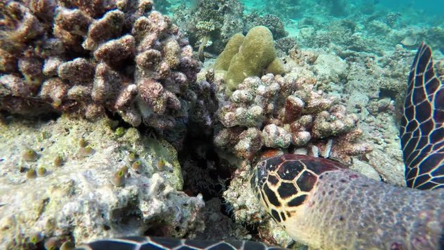 eine schildkr&ouml;te knabbert an Korallen