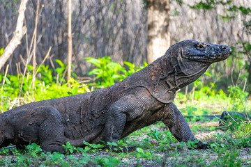 Komodo Dragon in Komodo Island National Park, close up,  Indonesia