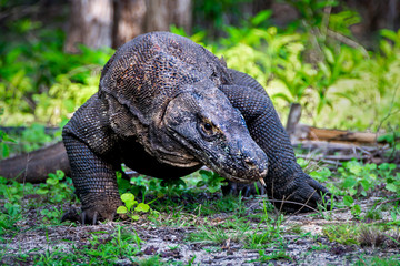 Komodo Dragon in Komodo Island National Park, close up,  Indonesia