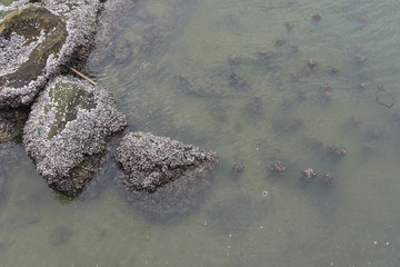 Top view Stone pantomime in the sea, Moss