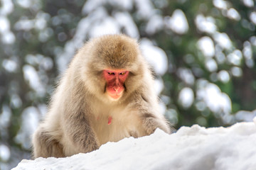 Japanese macaque sitting in the snow. Japan. Nagano. Jigokudani Snow  Monkey Park.