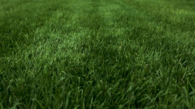 Beautiful view of front yard of private garden. Green grass lawn. Beautiful backgrounds.
