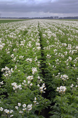 Flowering potatoes. Agriculture