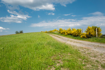 Feldweg mit gelben Ginsterbüschen im Sauerland