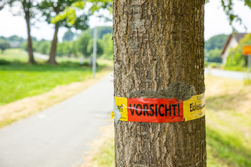 Oak processionary spinner on a tree with warning