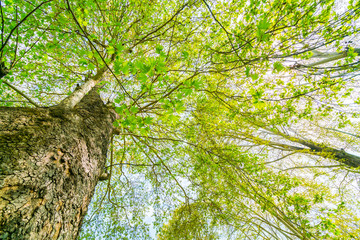 Fototapeta premium Beautiful trees branch on blue sky .