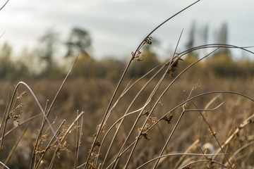Obraz premium Meadow in autumn getting brown