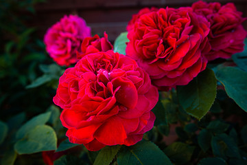 Hot Red Rose © trebron_pl