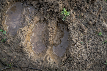 Wet hoof print of a fallow deer